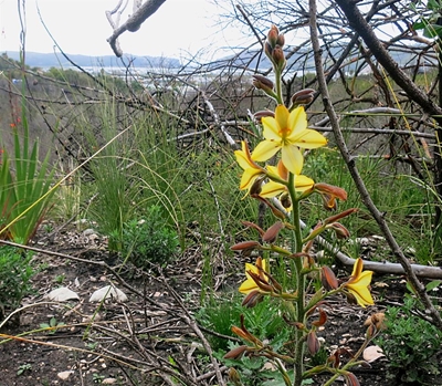 Botanise, meet and greet with Knysna Twig