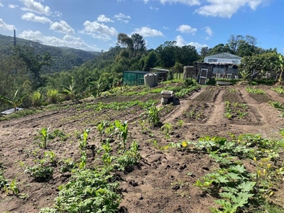 Soutana's seeds of growth sprout high