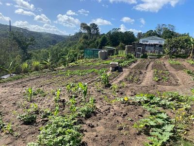 Soutana's seeds of growth sprout high
