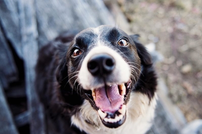 Dog dominance theory a debunked myth 
