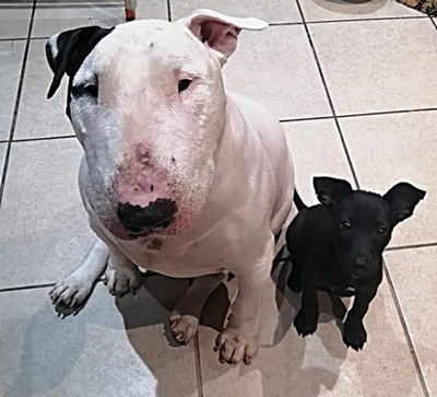 Honde loop deur onder hokhoes