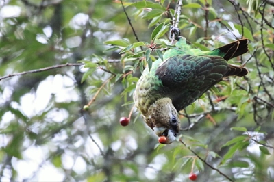 Protect SA’s parrot for Madiba by restoring his favourite tree
