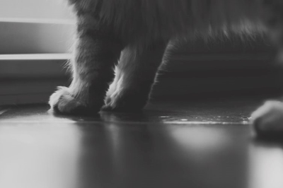 Welfare gives cat a leg to stand on