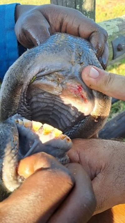 Bek-en-klouseer: Plaas in Wes-Kaap onder kwarantyn