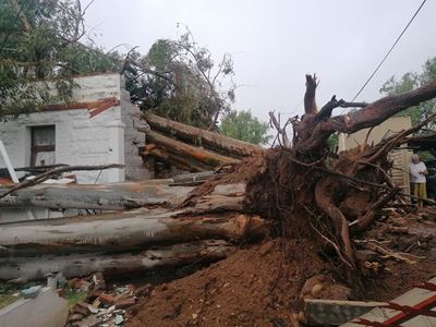Reusebome verwoes huis