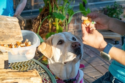 What is positive reinforcement in dog training?
