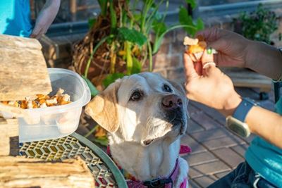What is positive reinforcement in dog training?