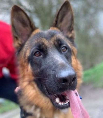 Security dog strips man at Kempton Park mall