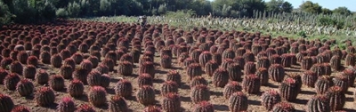 Explore the impressive cacti collection at  Obesa Nursery