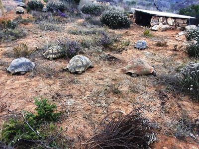 Rescued tortoises find a home