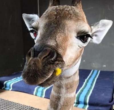 Baby giraffe rescue a first for Limpopo-based rhino orphanage