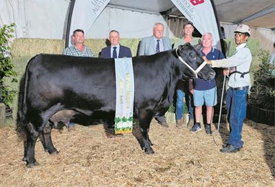 Spoor Angus-stoet vaar skitterend in Riversdal en Swellendam