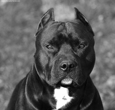 Pitbull assists in arrest of robber