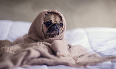 Six ways to protect your pets in winter