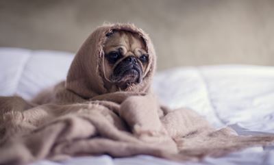 Six ways to protect your pets in winter