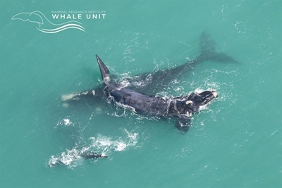 Whales galore…