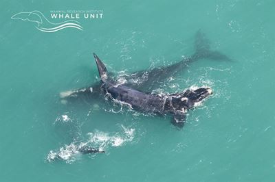 Whales galore…