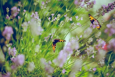 Public participation crucial for Western Cape Biodiversity Bill   