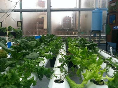 City rooftops: the next frontier for farming