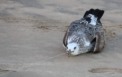 Outrage about seagulls caught with baited hooks