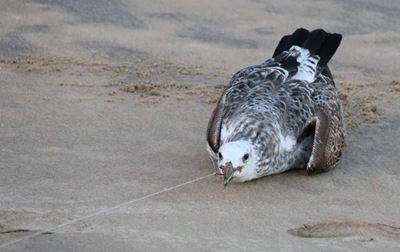 Outrage about seagulls caught with baited hooks