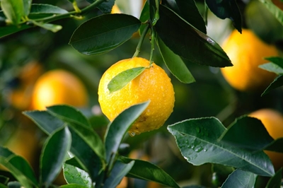 Department warns farmers of citrus disease
