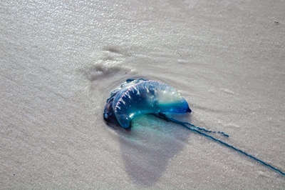 2 744 bluebottle, jellyfish stings on Mossel Bay beaches