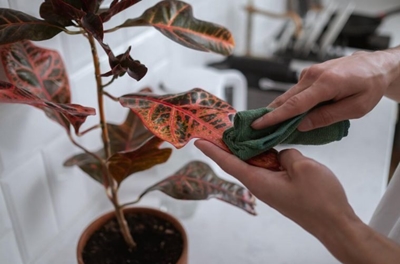 Is cleaning your house plants leaves necessary?
