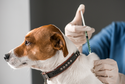 It’s World Rabies Day on 28 September
