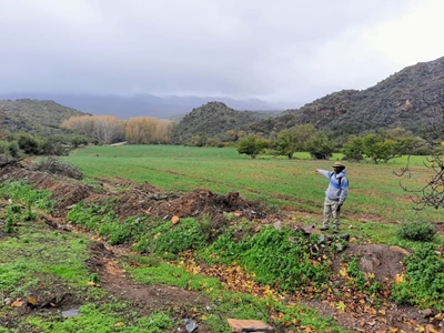 'Mainstream honeybush production could become reality'