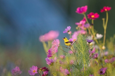 Attracting birds to your garden