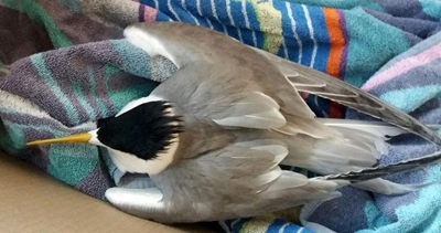 Avian influenza a serious concern