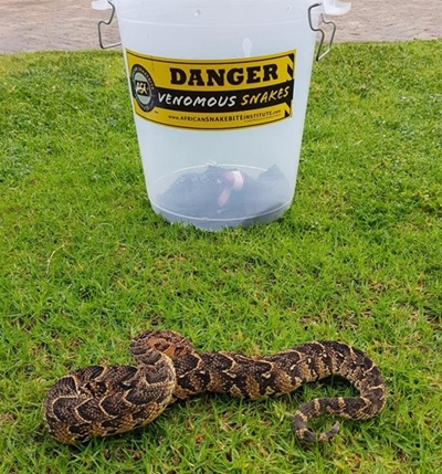 Snake activity increases as winter draws near