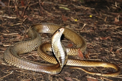 Snake and other antivenom stocks replenishing as production resumes