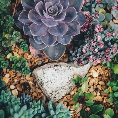 Expert tips for stunning succulents and cacti