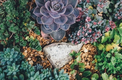 Expert tips for stunning succulents and cacti