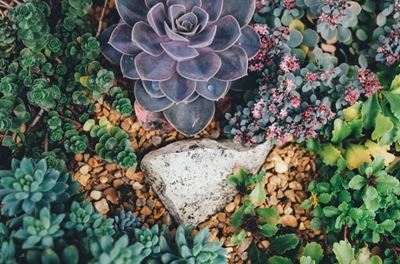 Expert tips for stunning succulents and cacti