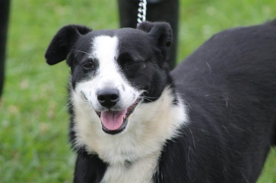 Dogs available for adoption at Odin