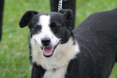 Dogs available for adoption at Odin