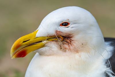 Seagull euthanised after fishhook injury