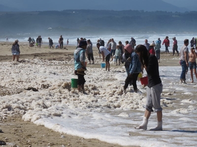 Plett volunteers rescue stranded sea horses