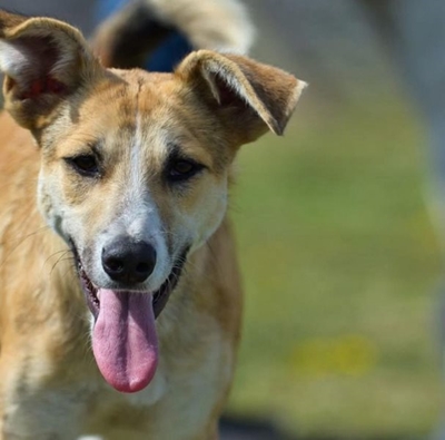 Beautiful Matilda up for adoption at the SPCA 