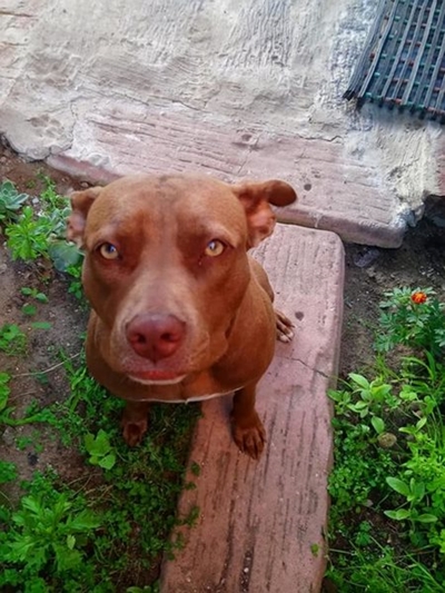 Dog theft is the pitts
