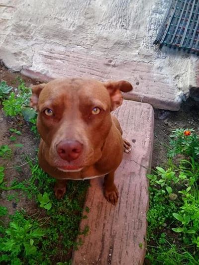 Dog theft is the pitts