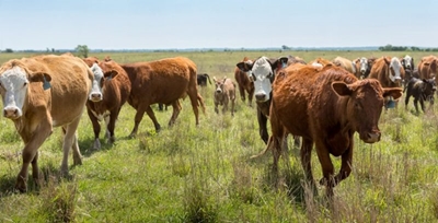 Western Cape still foot-and-mouth disease free 