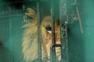 Suspend trade in lion bones, NSPCA pleads in interdict