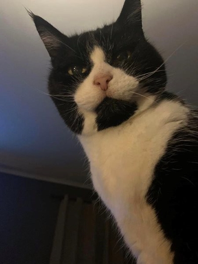 Help find missing cat