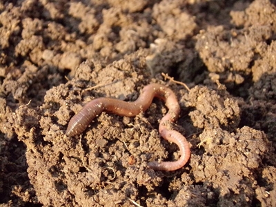 Want easier, better farming? Add humus and earthworms