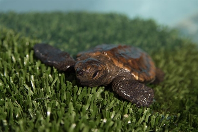 Baby turtles in trouble