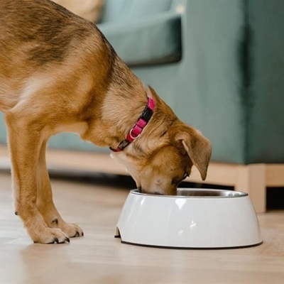 Why free-feeding dogs is not a good idea